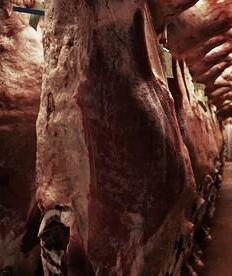 viande_de_beuf_halal