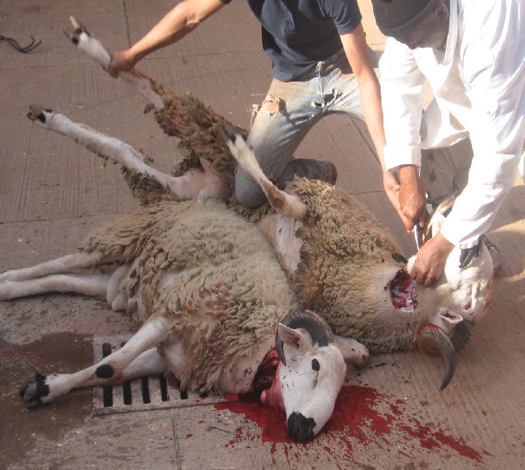 sacrhalal